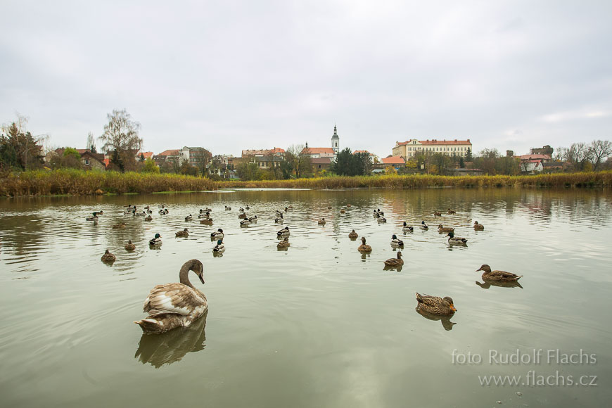 2014_11_13_5434.jpg - www.flachs.cz