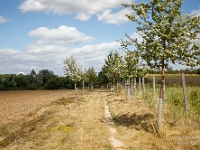 Fotografie Flachs Říčany - Masarykovo nám. 155/9 - Říčany fotograf  Rudolf Flachs - www.flachs.cz tel. 602 341 972  záběr číslo: 2020 08 27 0032 : www.flachs.cz